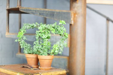 Rafta paslanmış metal merdivenlerin yanına konmuş kil çömlek içinde bir çift güzel yeşil tırmanma bitkisi.