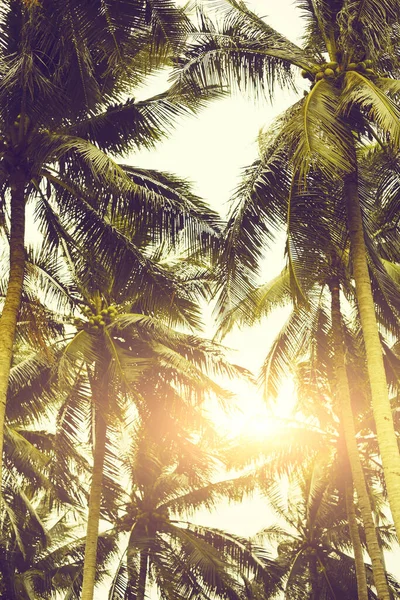 Bright Sun Shining Green Exotic Palms Calm Evening Resort — Stock Photo, Image