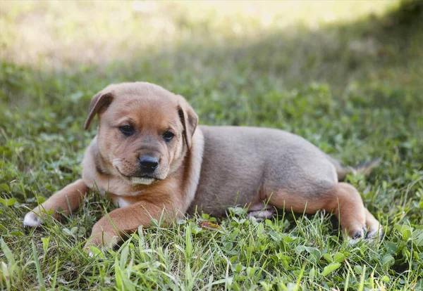 夏の日に公園の緑の芝生の上に横たわる愛らしい穏やかな純血種の茶色の子犬の側面図 — ストック写真