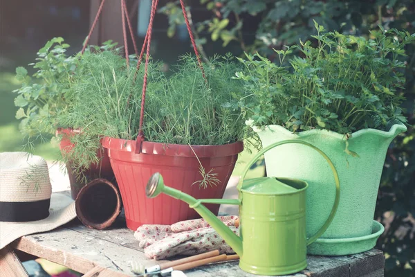 Pots Avec Diverses Herbes Vertes Placés Sur Une Table Bois — Photo