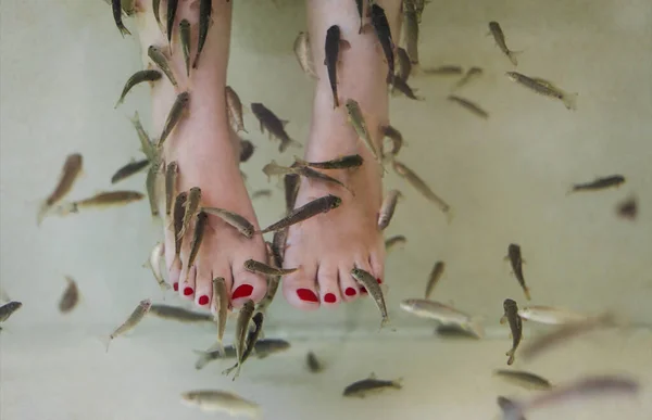 Glass Crop Barefoot Woman Cooling Feet Aquarium Water Alive Fishes — Stock fotografie