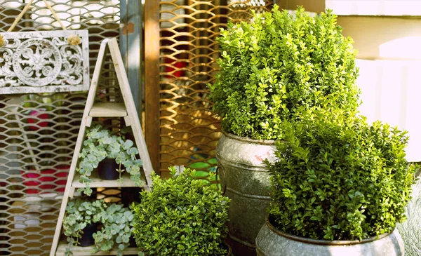 Composição Com Buxo Verde Plantas Vasos Colocados Lado Grade Jardim — Fotografia de Stock