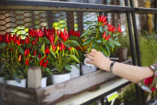 在现代花店花园工作的庄稼女花匠在木箱上放红辣椒装饰花盆的侧视图 — 图库照片
