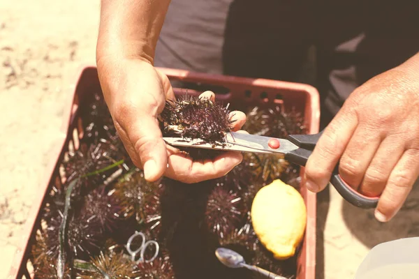 Crop Male Scissors Cutting Fresh Sea Urchins While Preparing Seafood — Stock Photo, Image