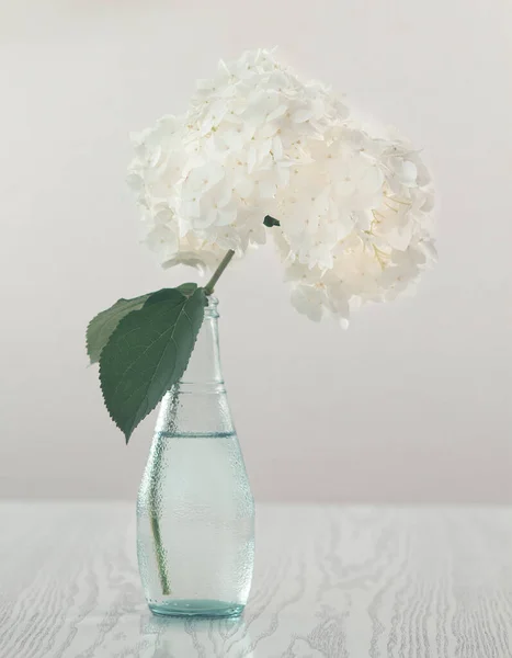 Vackra Hortensia Blommor Glasvas Lätt Backgroun — Stockfoto