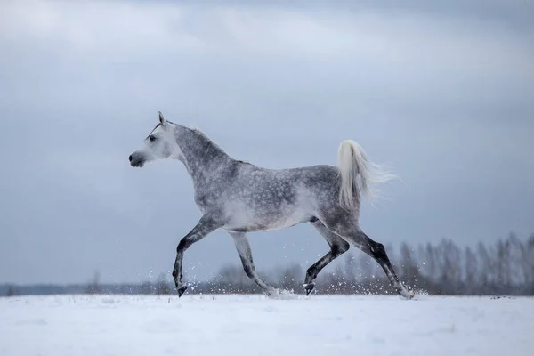 Cheval arabe en hiver — Photo