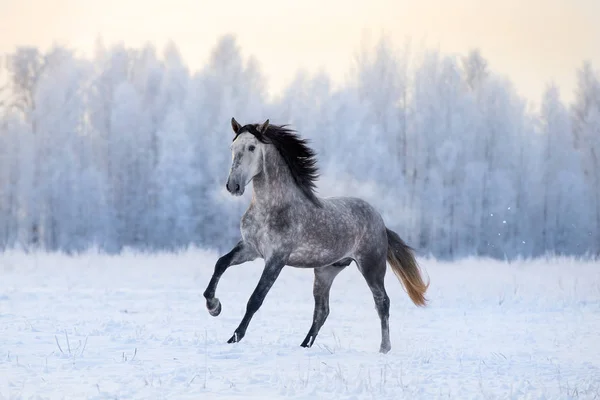 冬のアンダルシア馬 — ストック写真