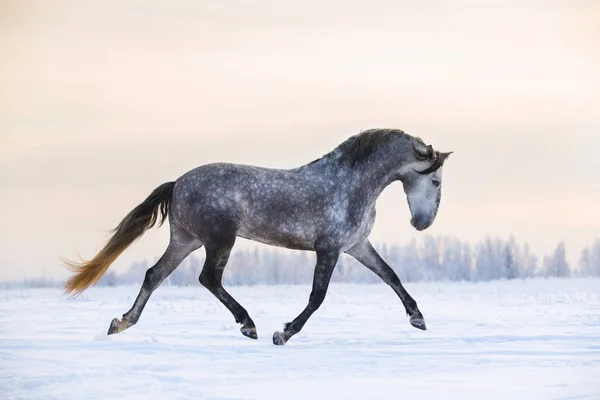 Andalusisches Pferd im Winter — Stockfoto