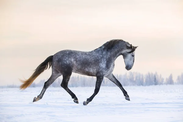 Cavalo andaluz no inverno — Fotografia de Stock