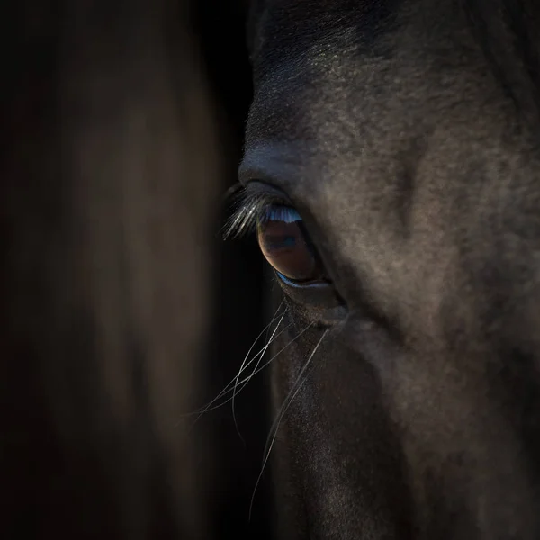 Κοντινό μάτι αλόγου. Αραβικό μαύρο κεφάλι αλόγου. Λεπτομέρεια αλόγου σε σκοτεινό φόντο. Εικόνα Αρχείου