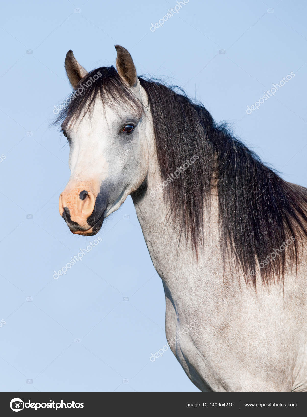 White Horse Black Mane White Horse With Black Mane On Blue