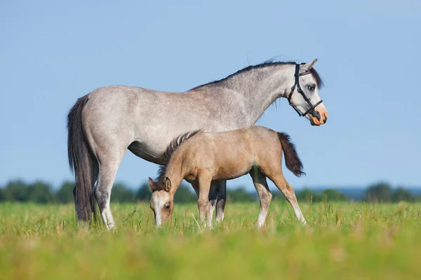 Mare with foal in field. Horses eating grass outside. — Stock Photo, Image