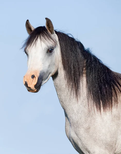 青の背景に黒のたてがみを持つ白い馬 — ストック写真