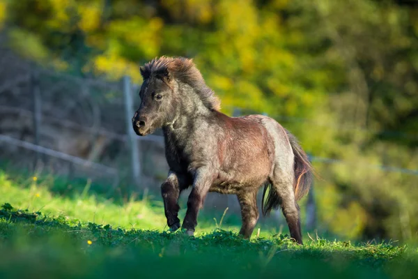 Shetland pony galloping in summer. — Stock Photo, Image