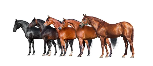 Chevaux isolés sur blanc. Groupe de chevaux différents debout sur fond blanc . — Photo