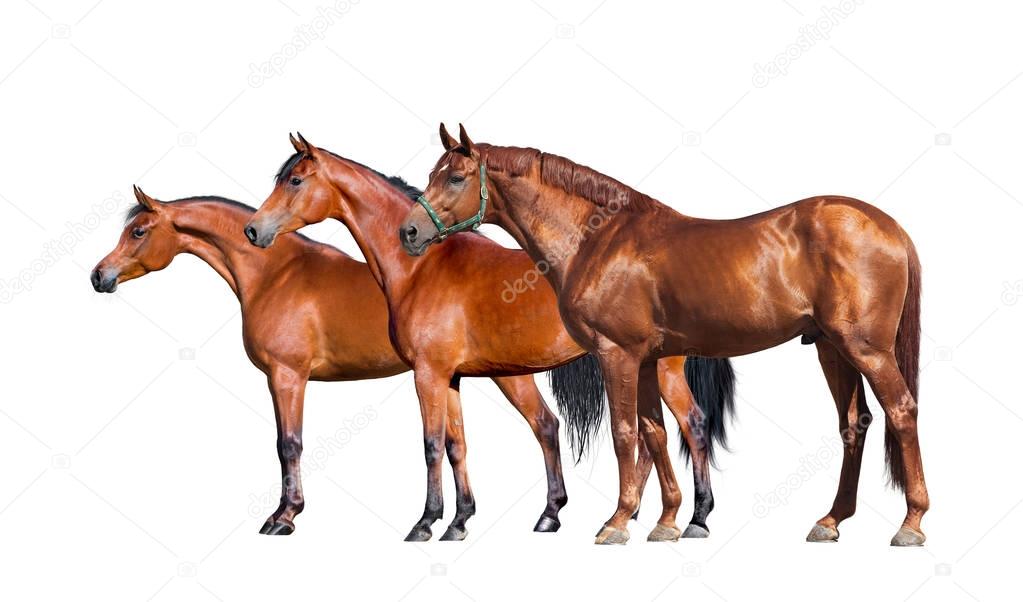 Horses isolated on white. Group of three horses standing on white background