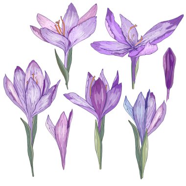 Beyaz izole bitkisi çiçeği. Romantik ve sezon tasarım, Duyurular, tebrik kartları, posterler, reklam için.