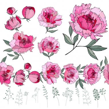 İle farklı peonies beyaz üzerinde ayarlayın. Otlar, bitkiler ve çiçekler beyaz arka plan üzerinde