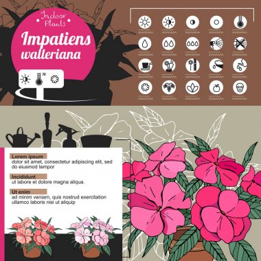 Template for indoor plant Impatiens. Tipical flowers grown at home and office. clipart