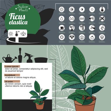 Kapalı bitki Ficus için şablon. Tipik çiçekler evde yetiştirilen ve ofis.