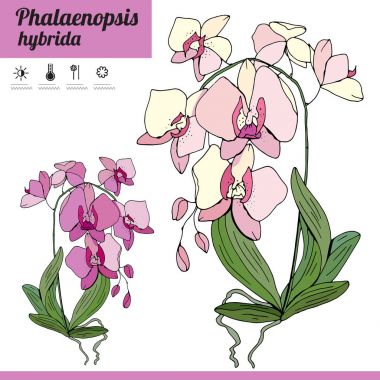 Egzotik bitki Phalaenopsis beyaz arka plan üzerinde izole. Kapalı ev dekorasyon için yetiştirilen tipik oda bitki. Çeşitli renk.