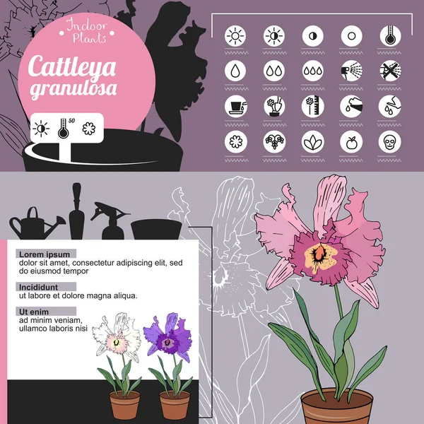 Modelo Para Planta Interior Cattleya Flores Típicas Cultivadas Casa Escritório —  Vetores de Stock