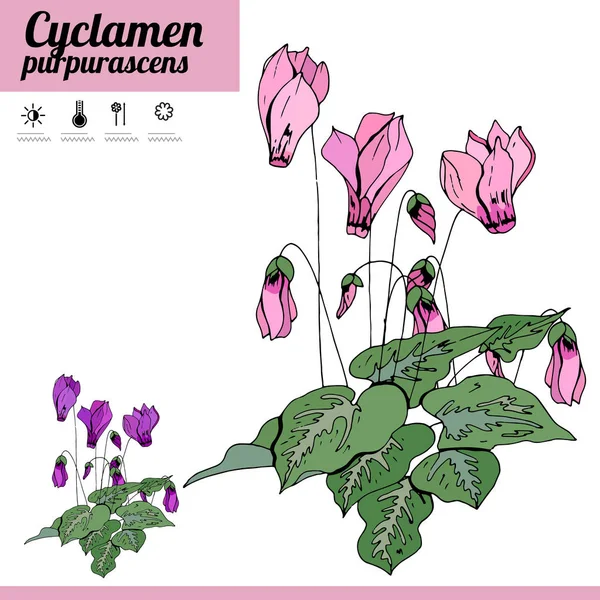 Exotische Pflanze Cyclamen Isoliert Auf Weißem Hintergrund Eine Typische Zimmerpflanze — Stockvektor