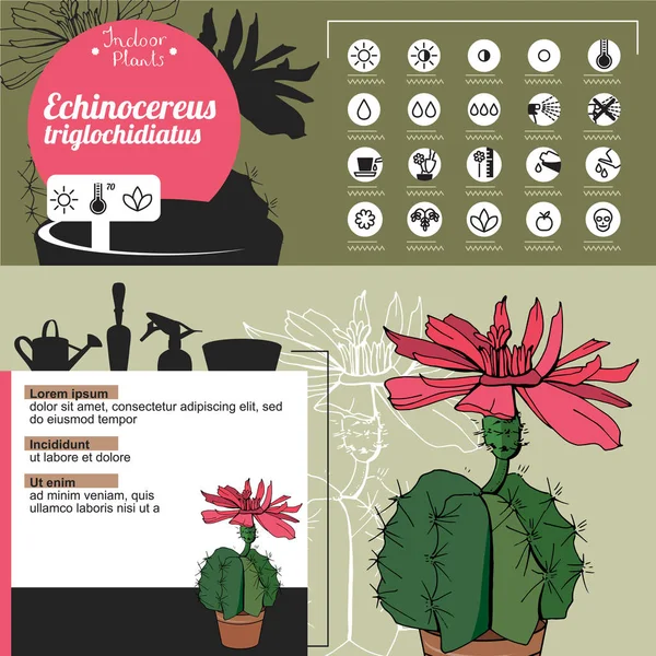 Πρότυπο Για Εσωτερικό Φυτό Echinocereus Tipical Άνθη Που Καλλιεργούνται Στο — Διανυσματικό Αρχείο