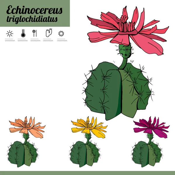 Egzotik Bitki Echinocereus Beyaz Arka Plan Üzerinde Izole Kapalı Dekorasyon — Stok Vektör