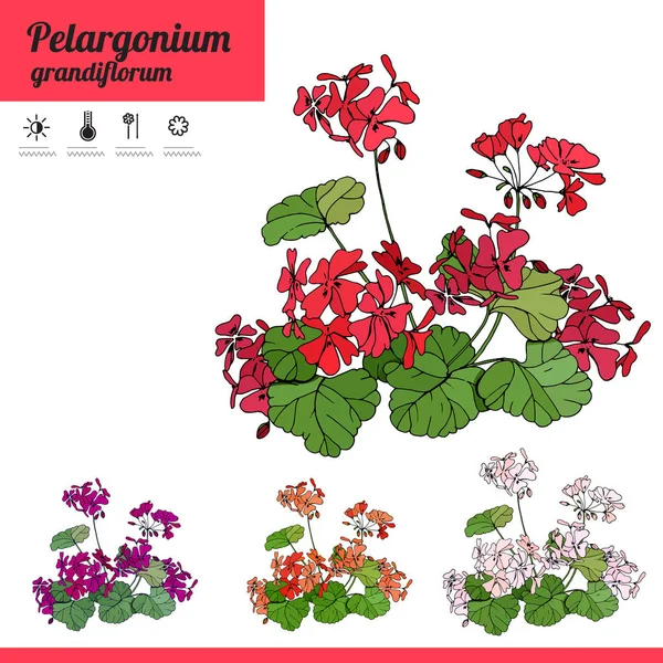 Planta Pelargonium Isolado Fundo Branco Planta Sala Típica Cultivada Dentro —  Vetores de Stock
