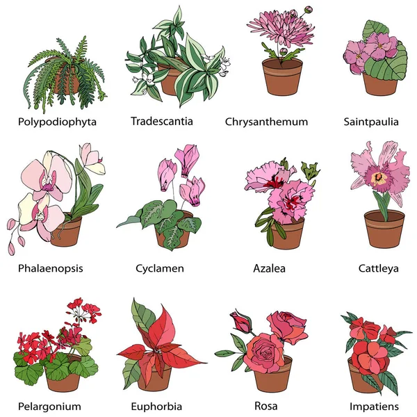 Set Van Verschillende Typische Kamerplanten Pictogrammen Met Bloeiende Bloemen Gebruikt — Stockvector