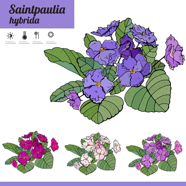 Planta Exótica Saintpaulia Isolada Sobre Fundo Branco Planta Sala Típica —  Vetores de Stock