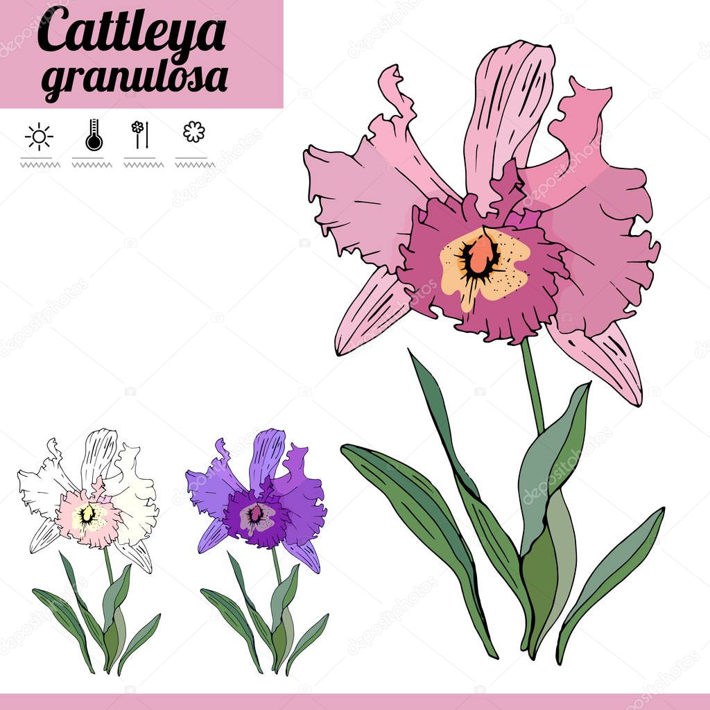 Exotic plant Cattleya orchid isolated on white background. Tipical room plant grown  indoors for home decoration. Various color.