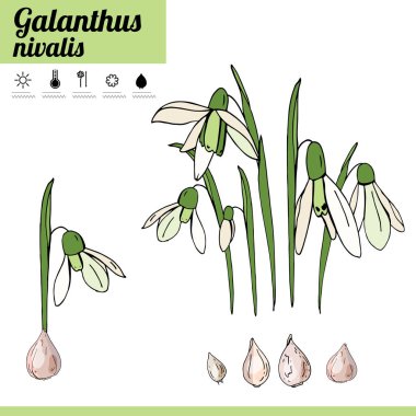 Çuha çiçeği soğanlı çiçek beyaz arka plan üzerinde izole. Dekoratif bitki kardelen