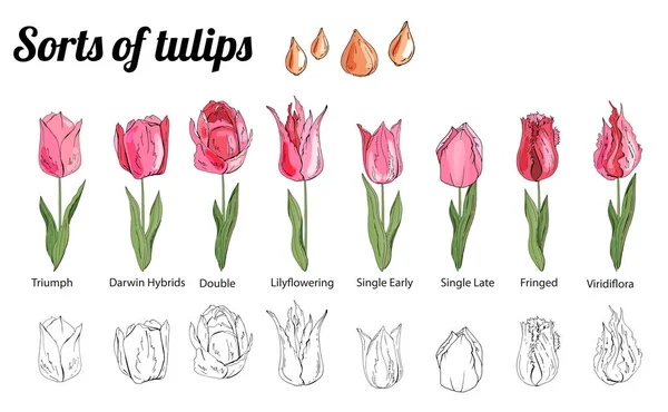 Conjunto de tulipas diferentes. Vários tipos de cor —  Vetores de Stock