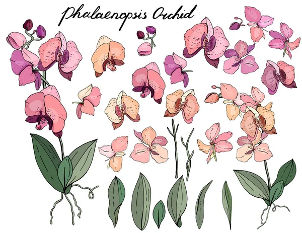 Falaenopsis isolado do orchid no branco. Cor diferente, elementos para design de estação floral —  Vetores de Stock