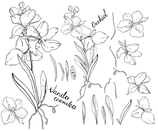 Orchidea bianca e nera vanda — Vettoriale Stock