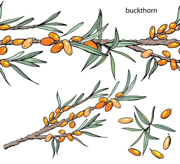 Endless Horizontal Border Ripe Berries Buckthorn Isolated White — Stock Vector