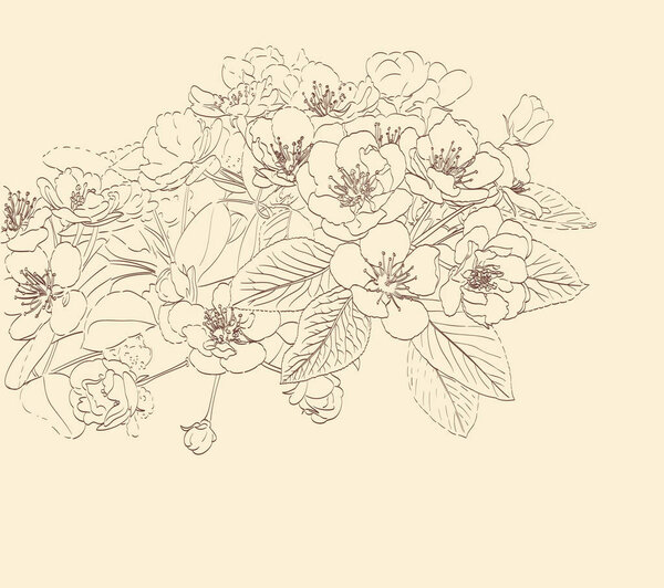 blossoming pear tree flowers line art hand drawing. spring styli