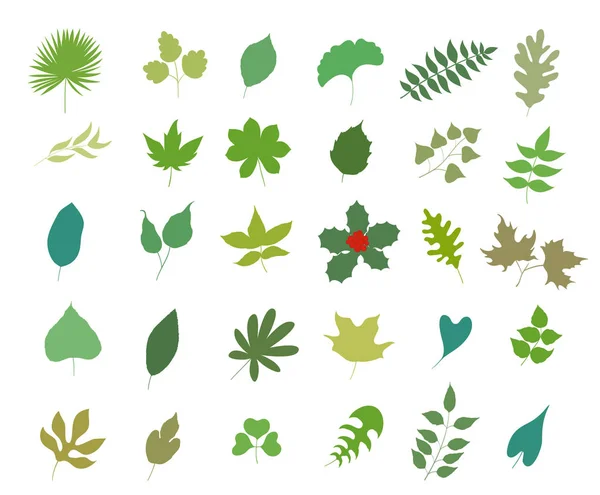 El juego de los tipos distintos de las hojas sobre blanco. ilustración vectorial — Vector de stock