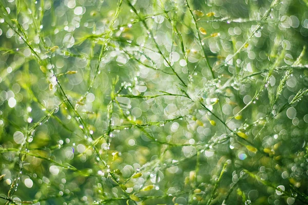 Sfondo verde naturale — Foto Stock