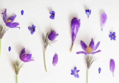 Mor çiçekler üzerinde beyaz bir arka plan bahar