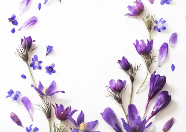 Fleurs violettes printanières sur fond blanc — Photo