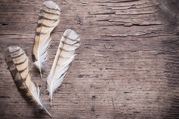 Plumes d'un oiseau sur un fond en bois — Photo