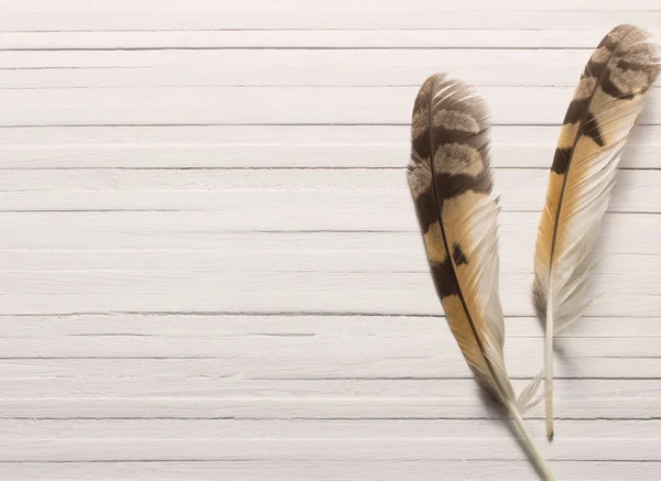 Plumas de un pájaro sobre fondo de madera —  Fotos de Stock