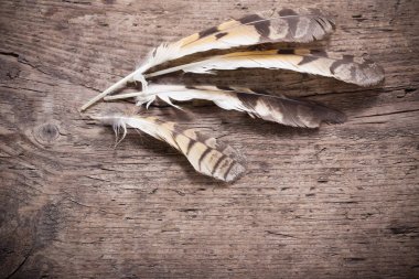 Ahşap arka plan üzerinde bir kuş tüyleri