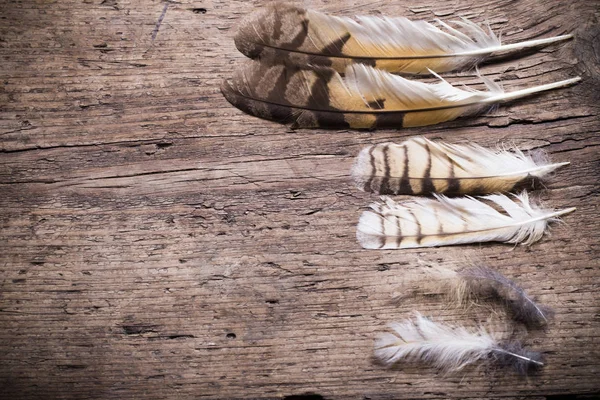 Plumas de un pájaro sobre fondo de madera —  Fotos de Stock