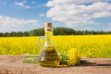 rapeseed oil (canola) in rape field clipart