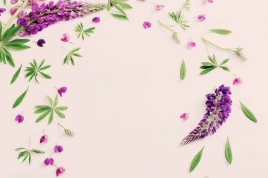 Beyaz arka plan üzerinde acı bakla çiçekler