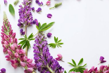 Beyaz arka plan üzerinde acı bakla çiçekler